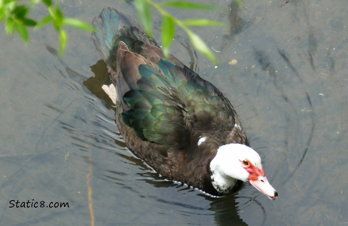 Muscovy duck in the water looking up