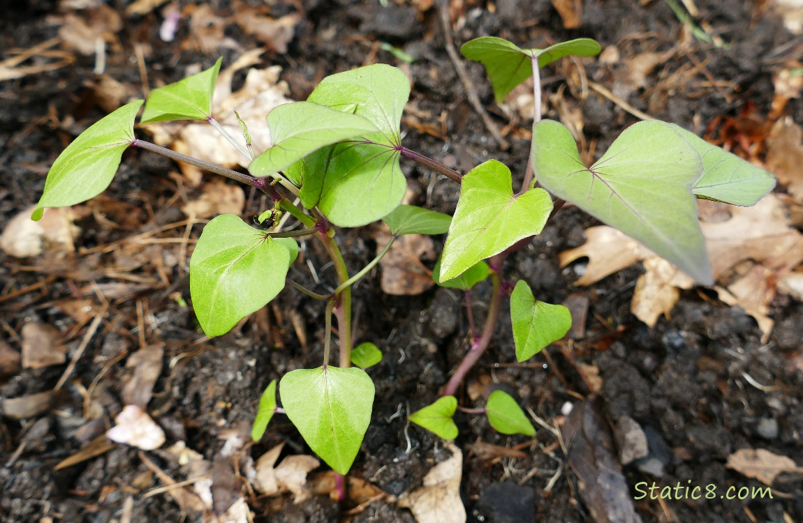 small Sweet Potato plant in the dirt