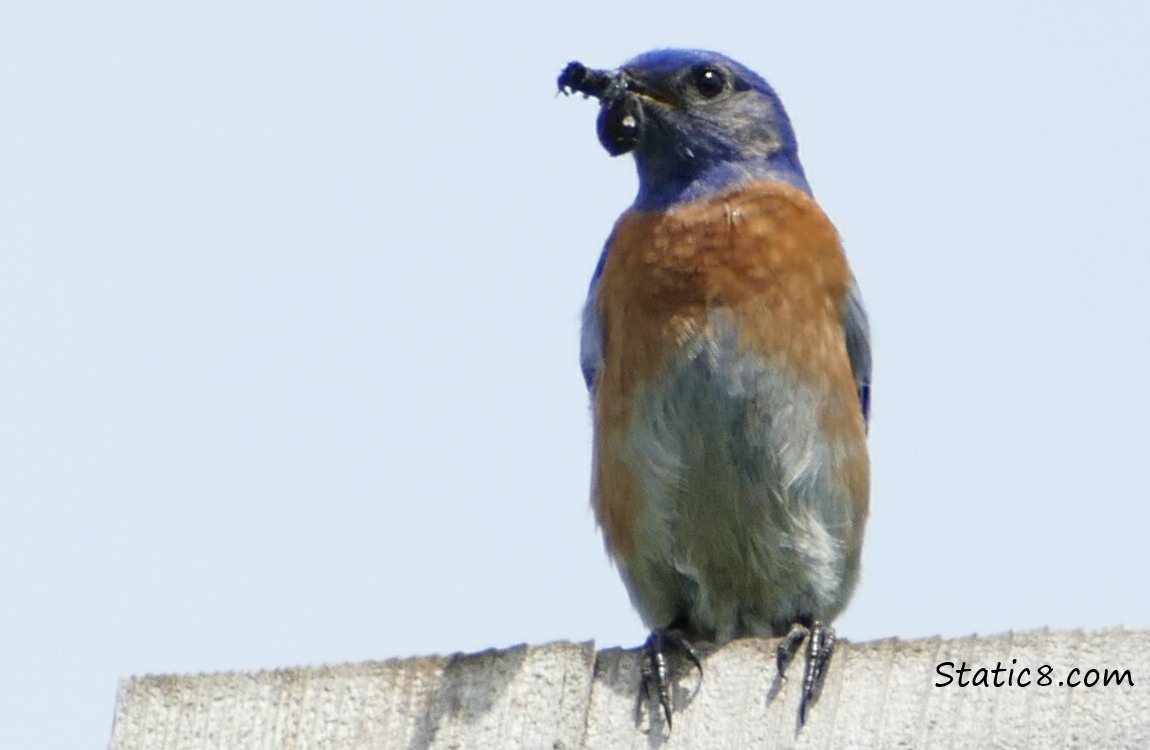 Bluebird standing on a nesting box