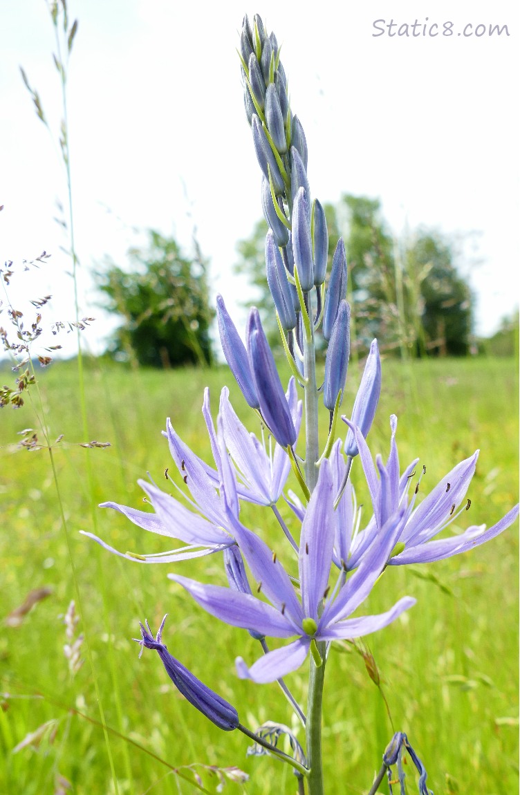 Camas Lily blooming in a meadow
