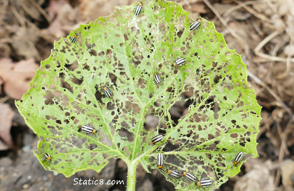 Many Cucumber Beetles on an eaten squash leaf