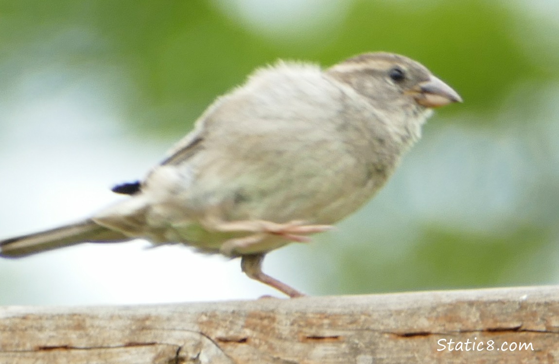 House Sparrow fledgling runs