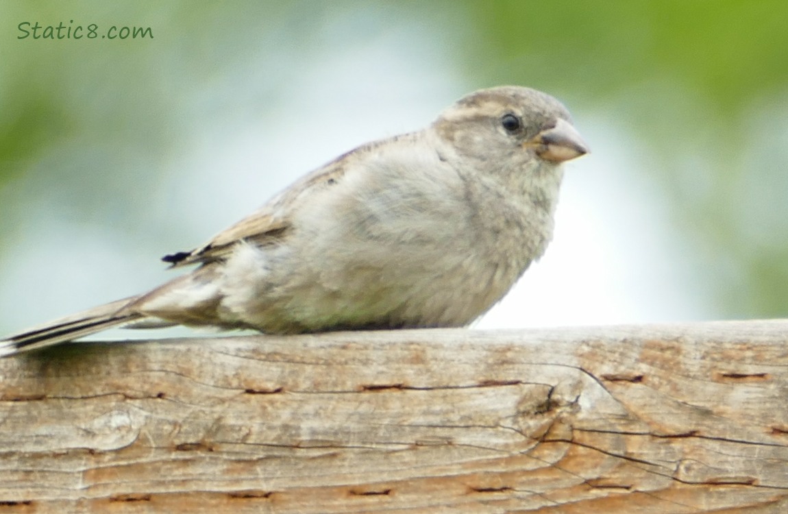 House Sparrow fledgling sits