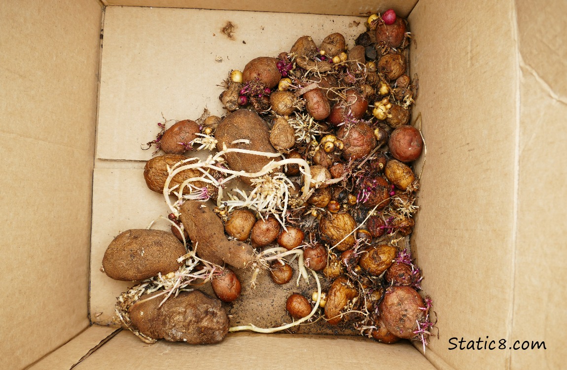 a box of sprouted potatoes