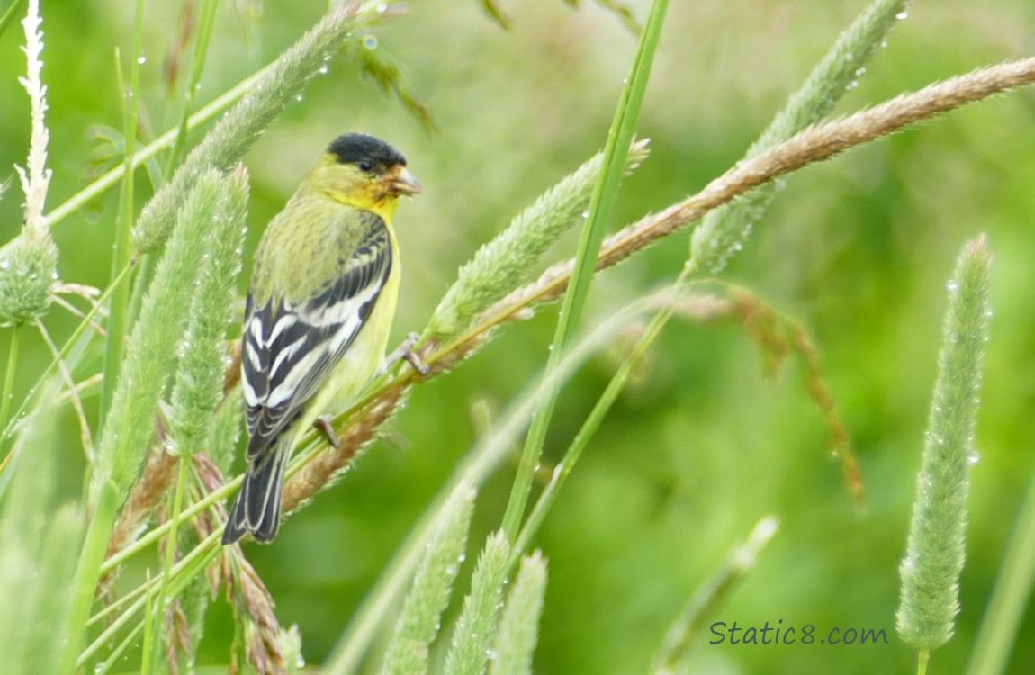 Lesser Goldfinch standing on a stalk of grass