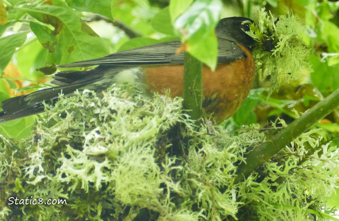 American Robin standing in her nest with nesting material in her beak