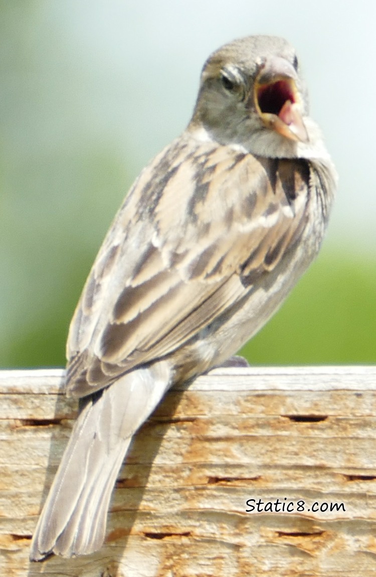 House Sparrow fledgling with mouth wide open!