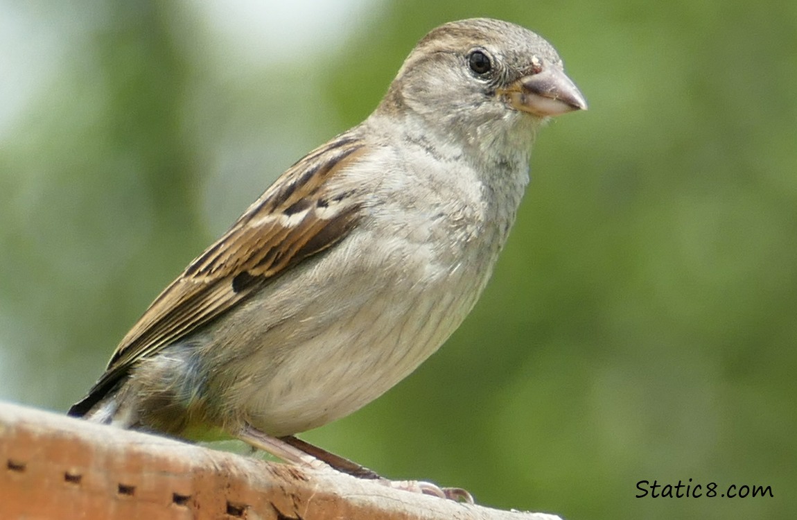 House Sparrow fledgling standing on a fence