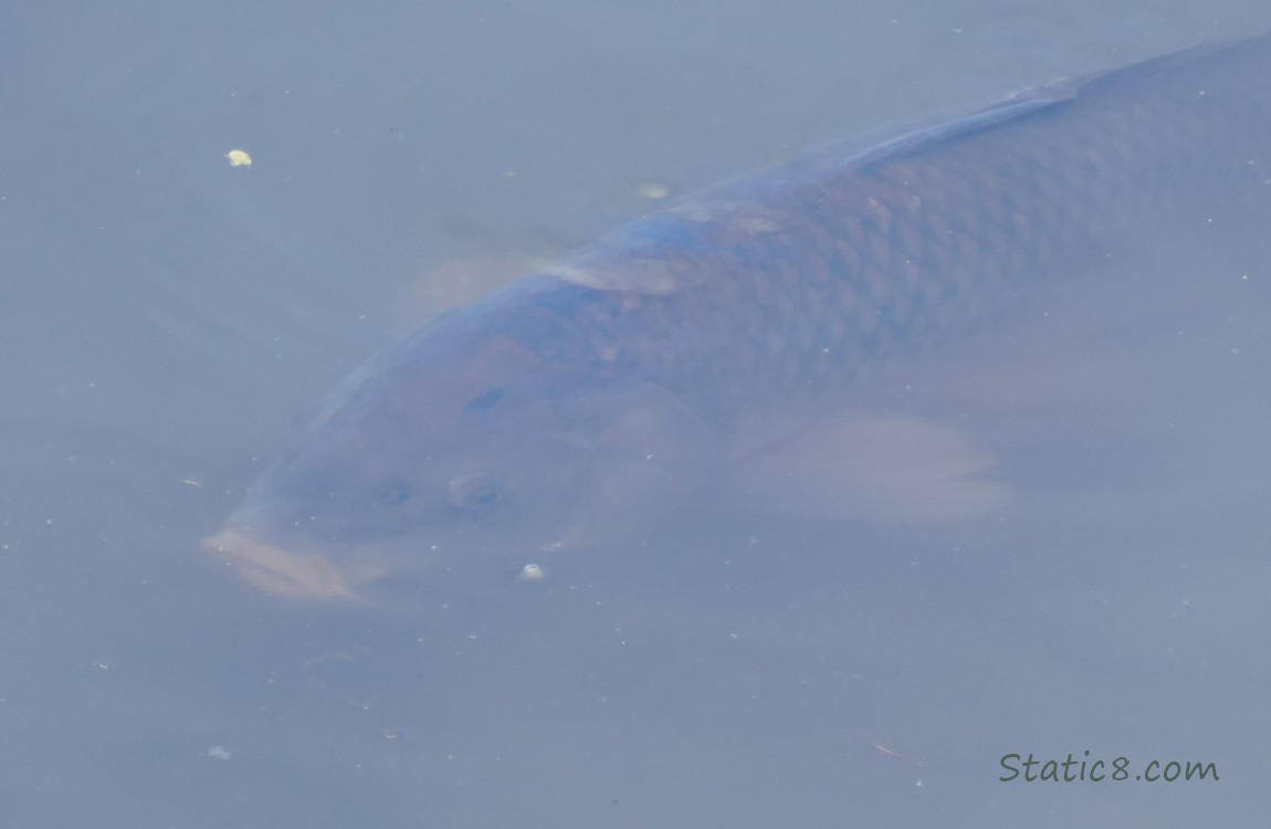 Carp in the water