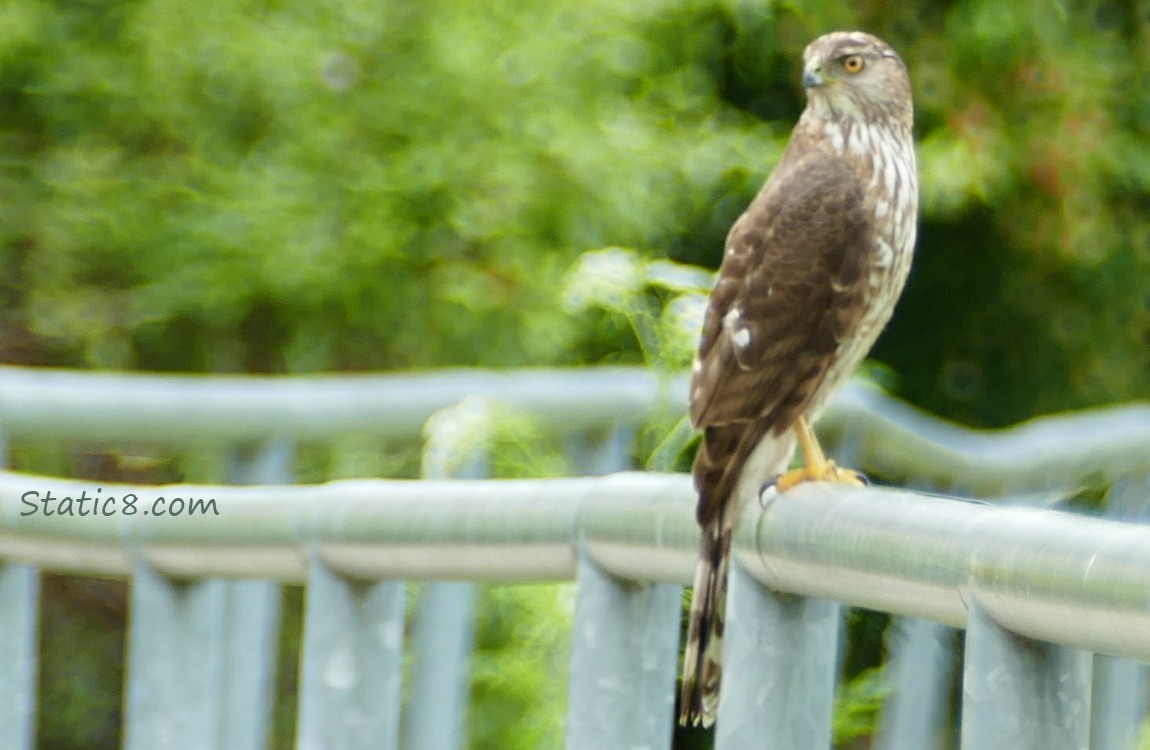 Cooper Hawk standing on a hand railing