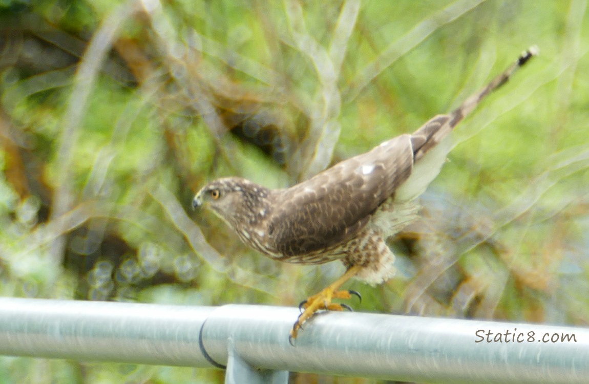 Cooper Hawk ducking away from getting mobbed