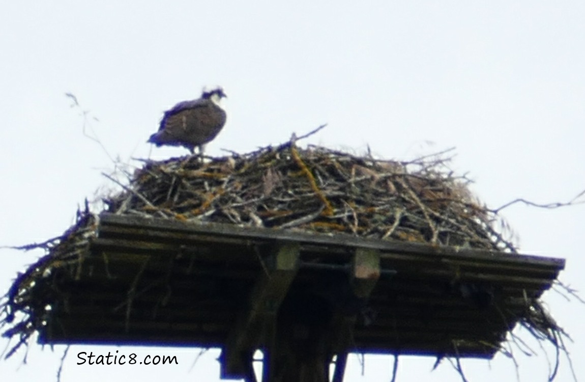 Osprey standing on a nest