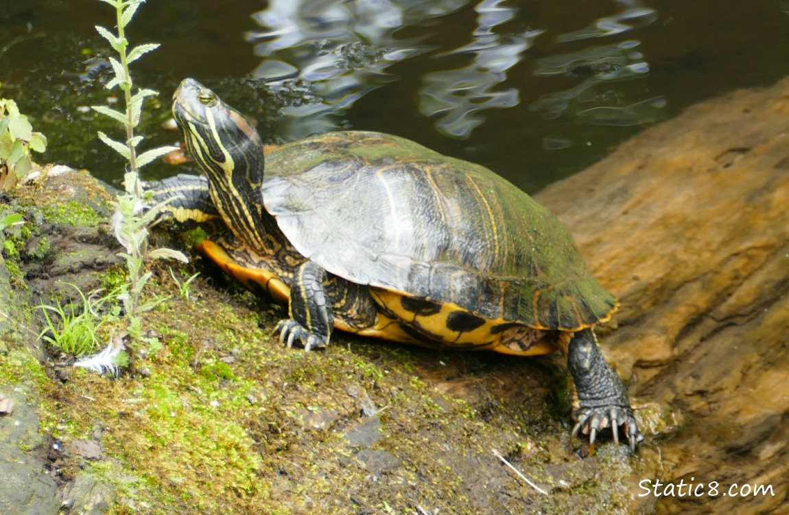 Red Eared Slider on the bank
