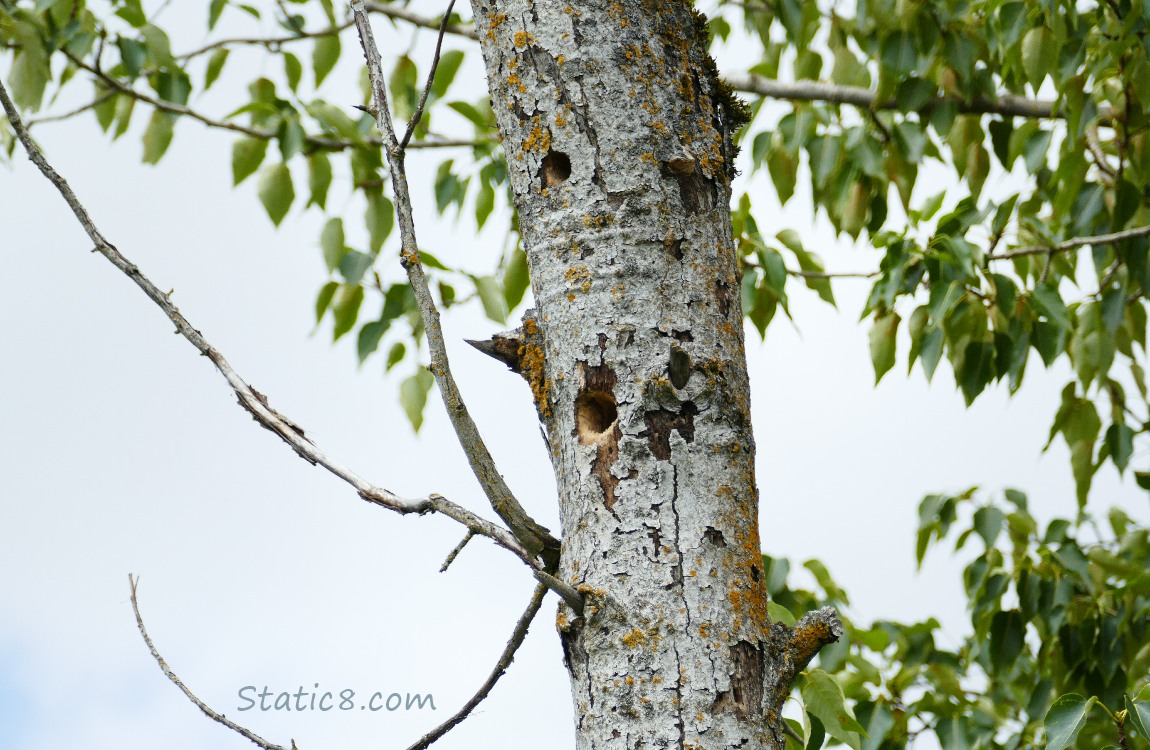 Snag with holes in in