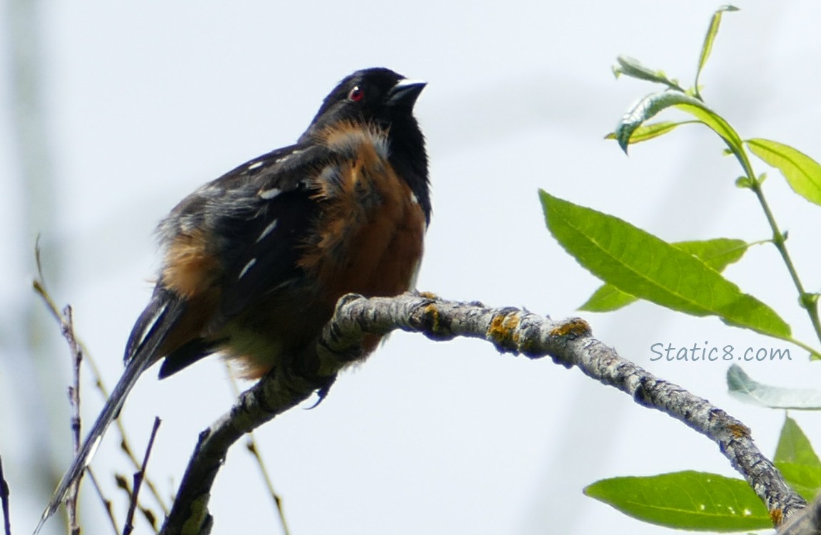 Spotted Towhee standing on a twig