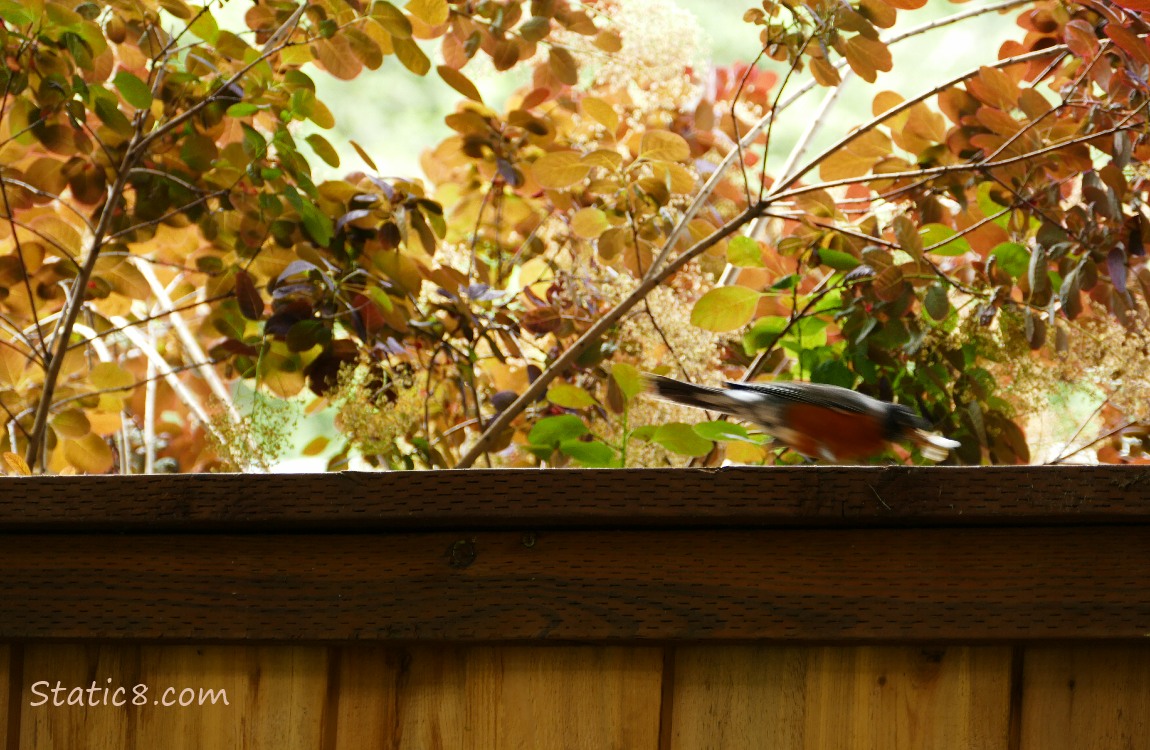 Blurry Robin flying away from perching on a fence