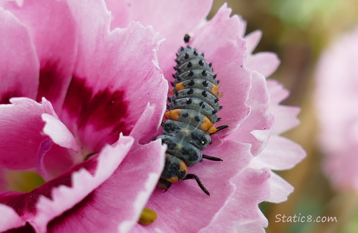 Lady Bug Larva in a Garden Pink