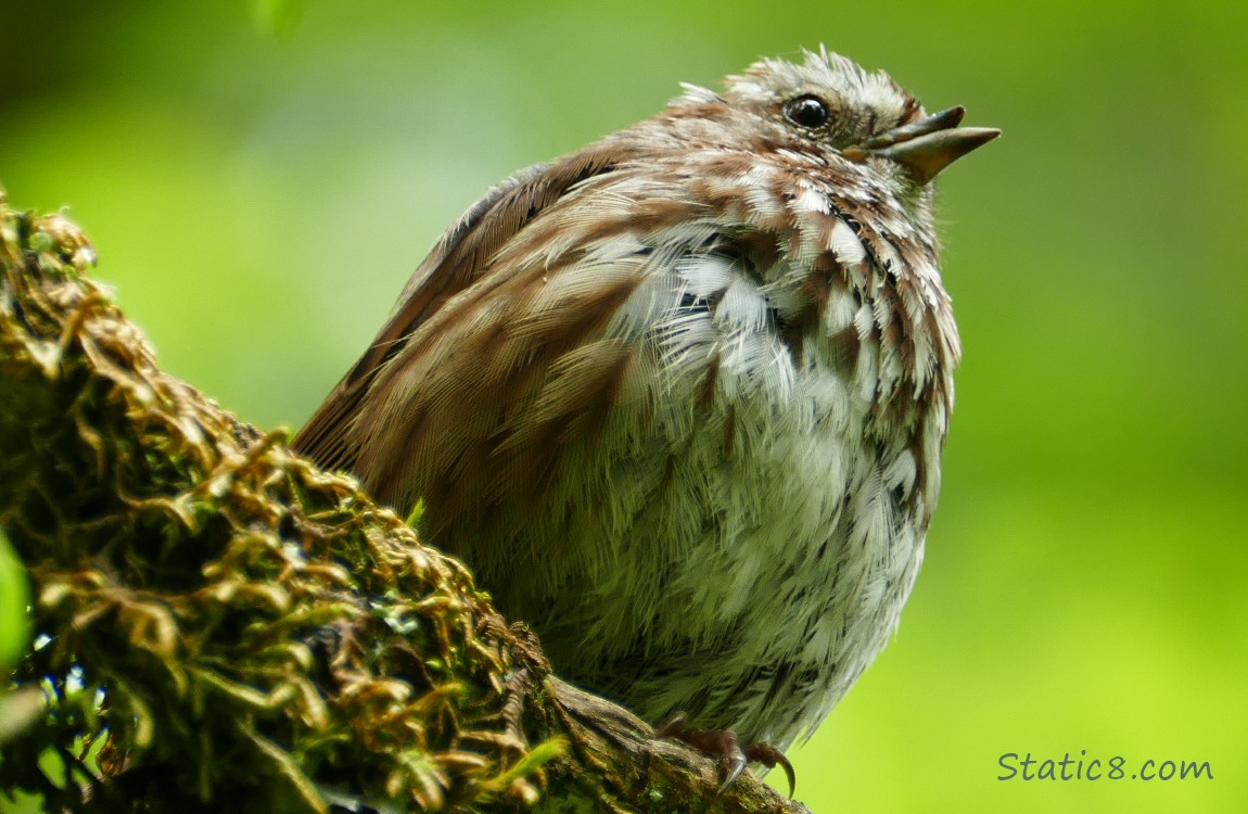 Song Sparrow standing on a branch with a slightly malformed top beak