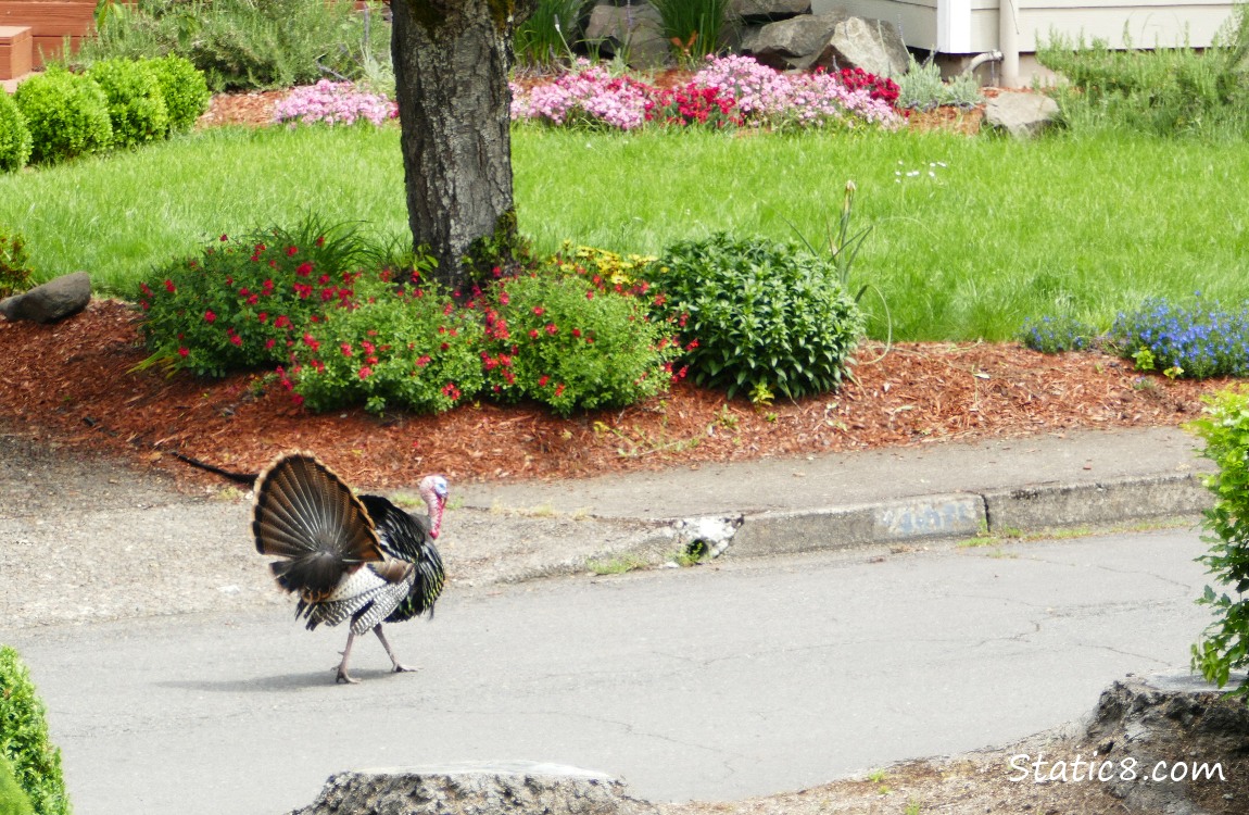 Turkey walking down the street