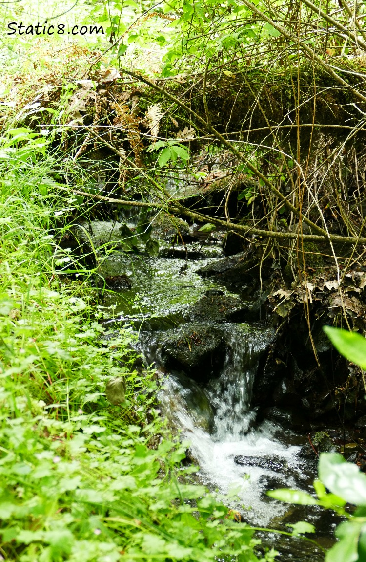 little waterfall in the forest