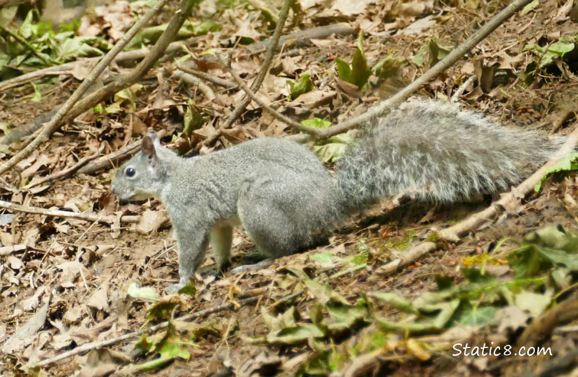 Western Grey Squirrel standing on the ground with sticks and leaves
