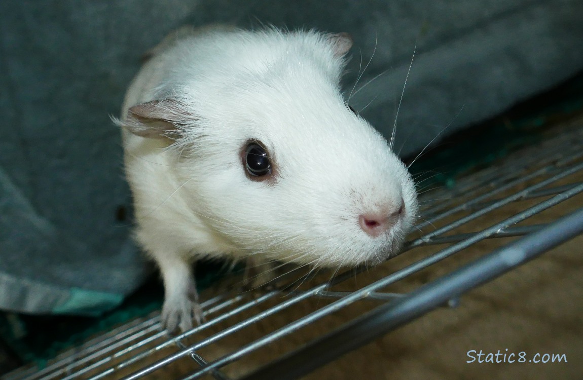 white guinea pig