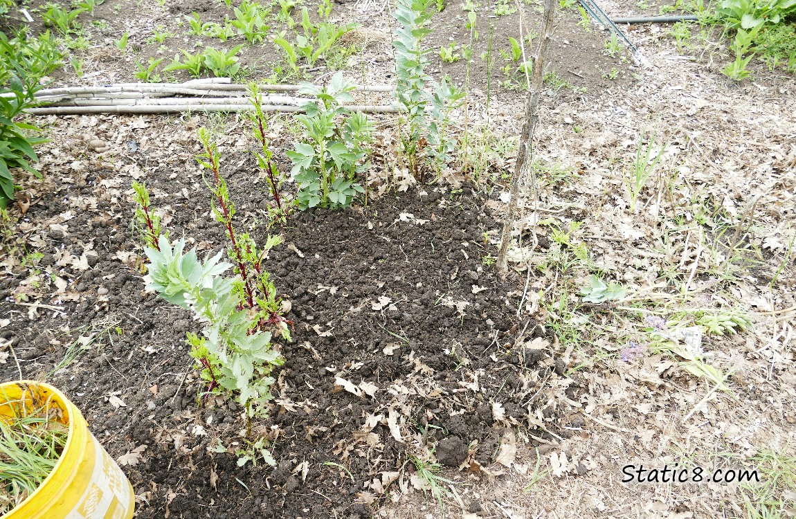 Weeded area AFTER photo