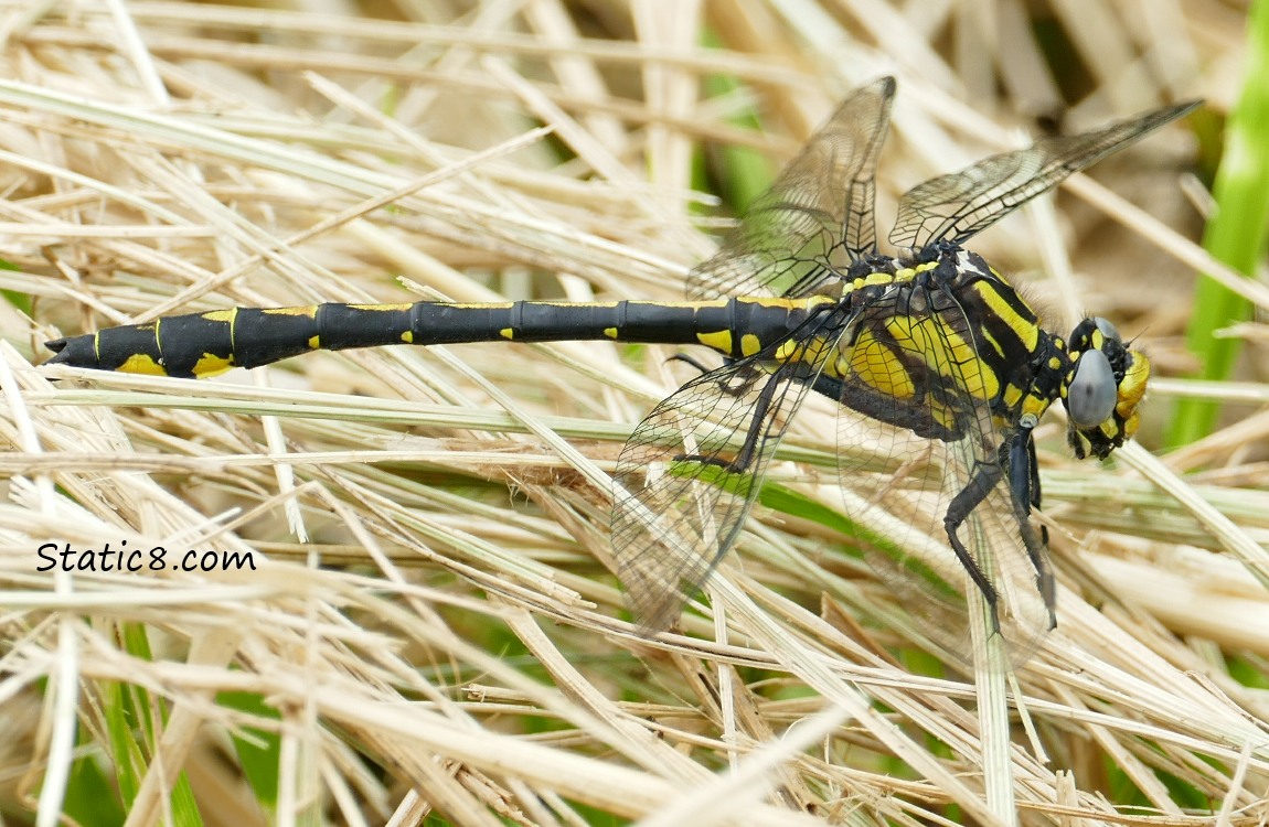 Pacific Clubtail dragonfly in the straw