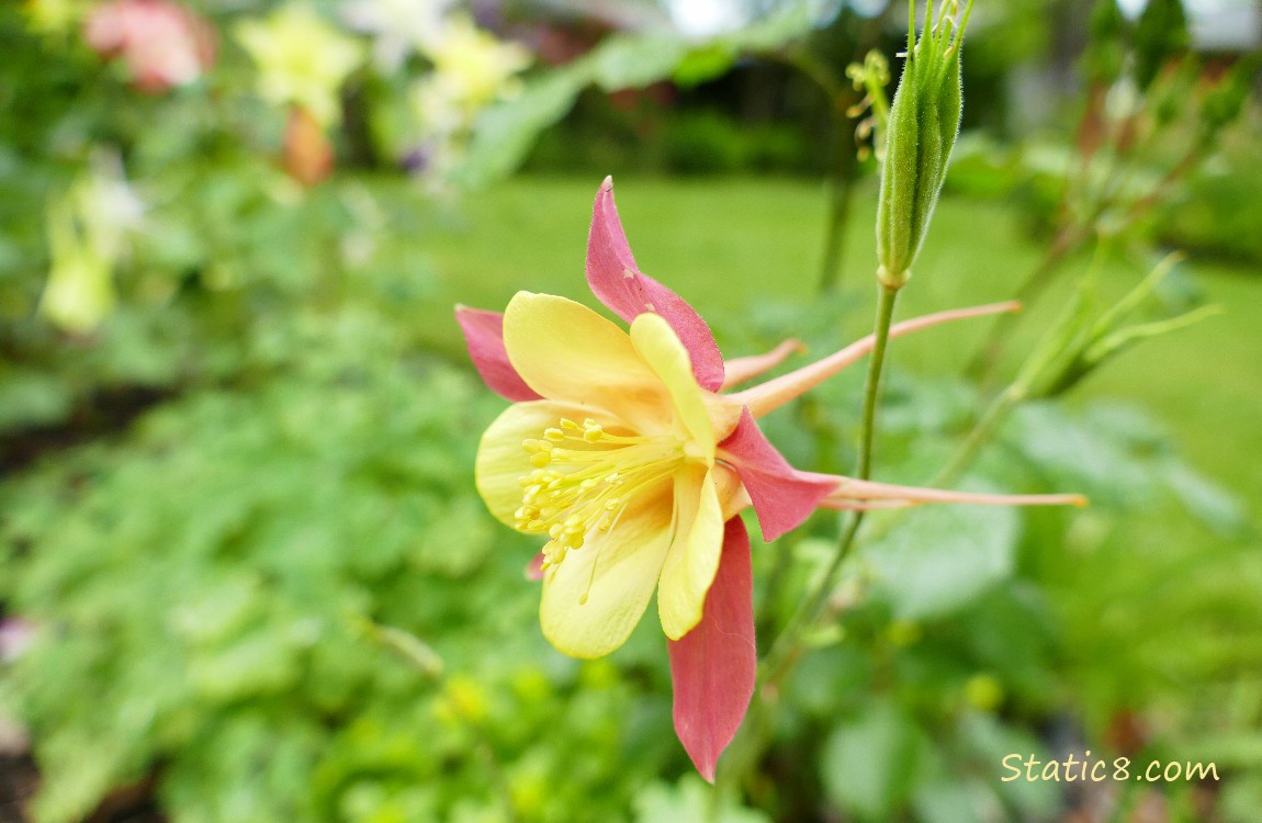 Yellow and Red Columbine bloom