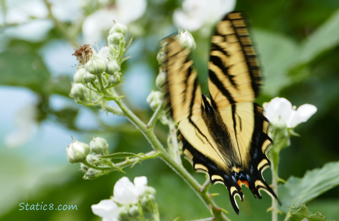 Western Tiger Swallowtail taking off from the flowers