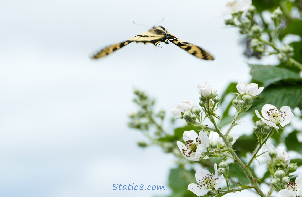 Western Tiger Swallowtail flyiing away
