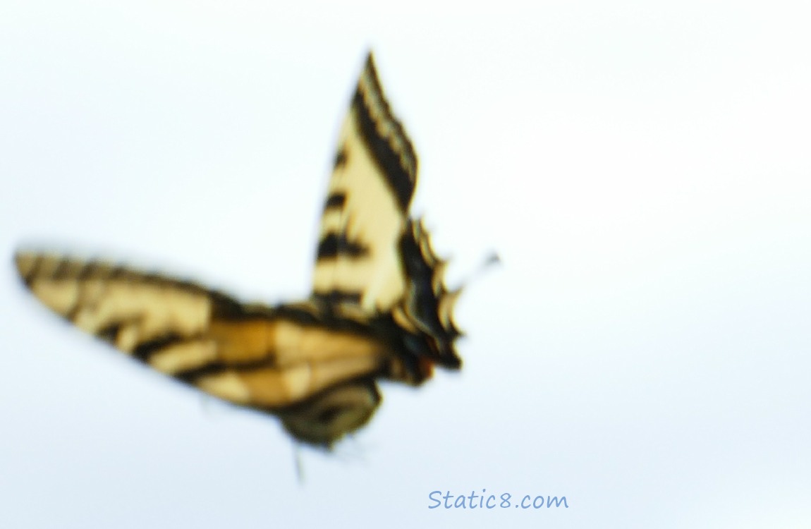 Western Tiger Swallowtail flyiing away