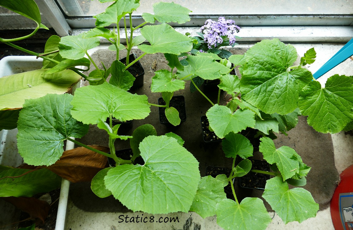 New squash starts in the porch room