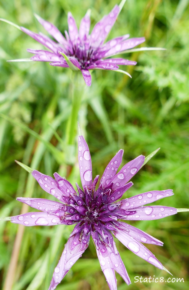Two Salsify blooms in the grass