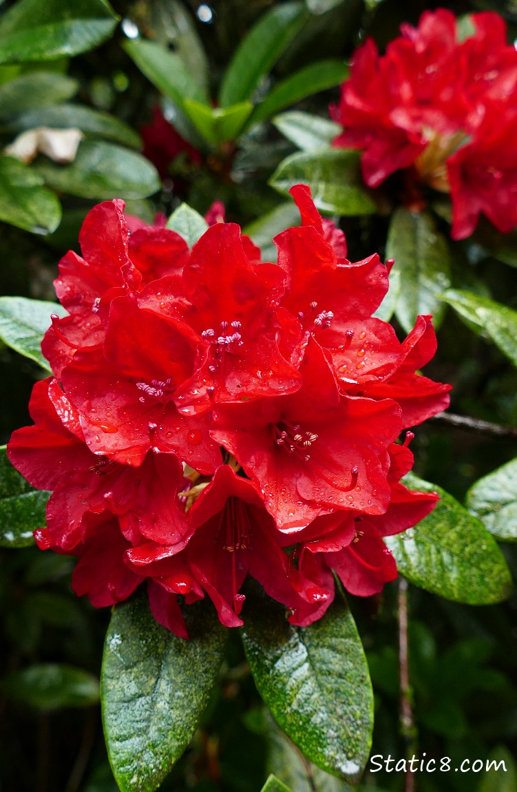 Red Rhododendrons