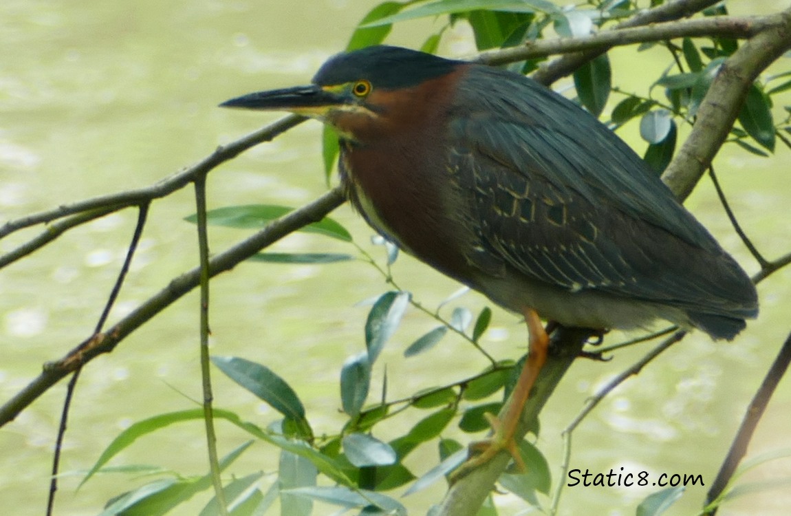 Green Heron standing on a twig above the water