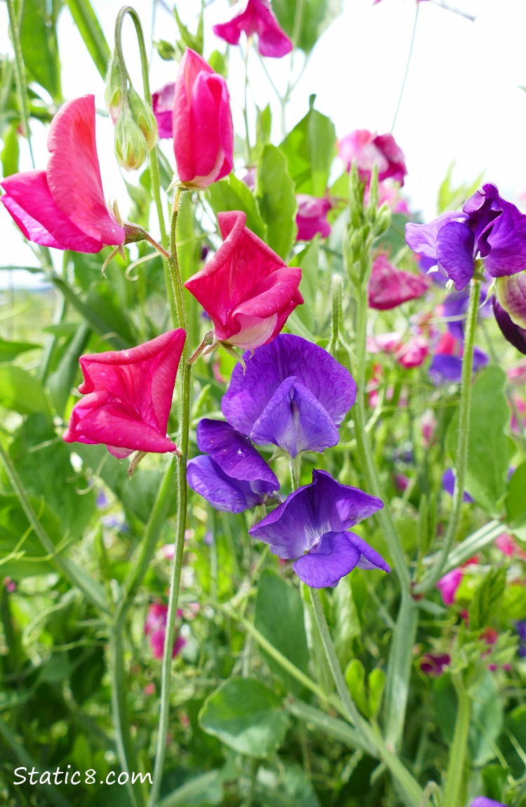 Pink and Purple Sweet Pea blooms