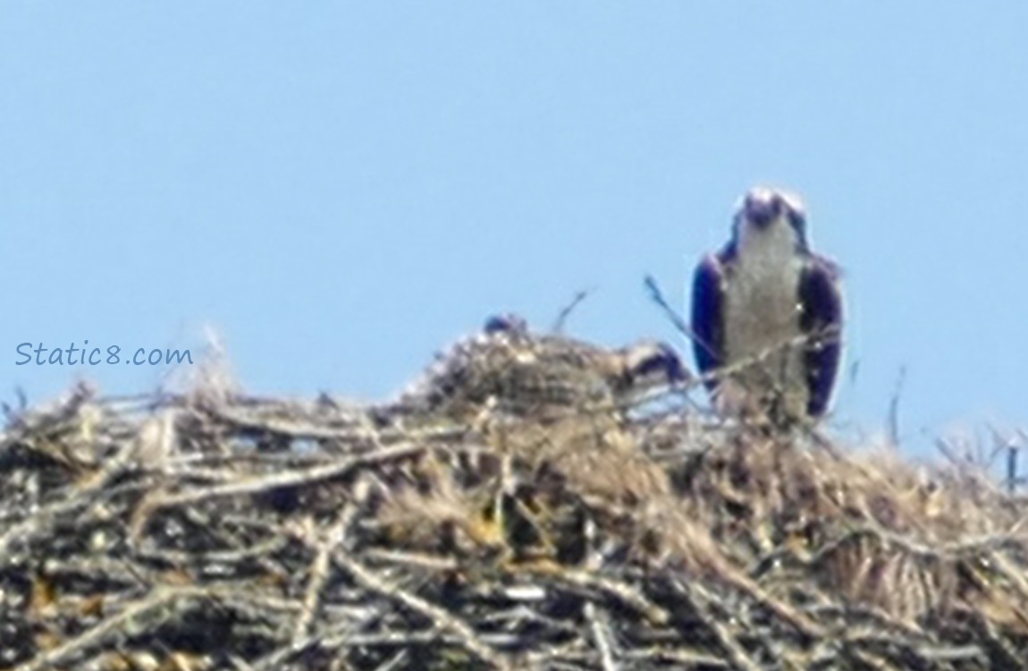 Osprey nest with parent and two lumps