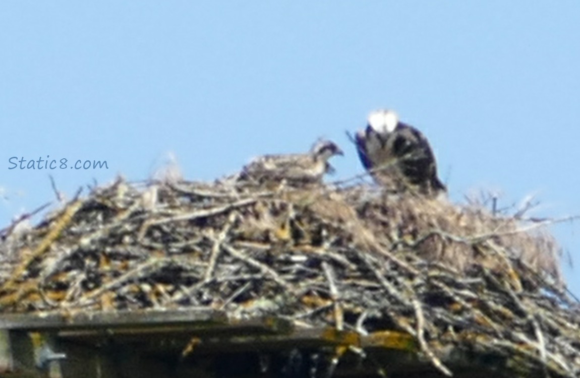 Osprey nest with parent and two babies