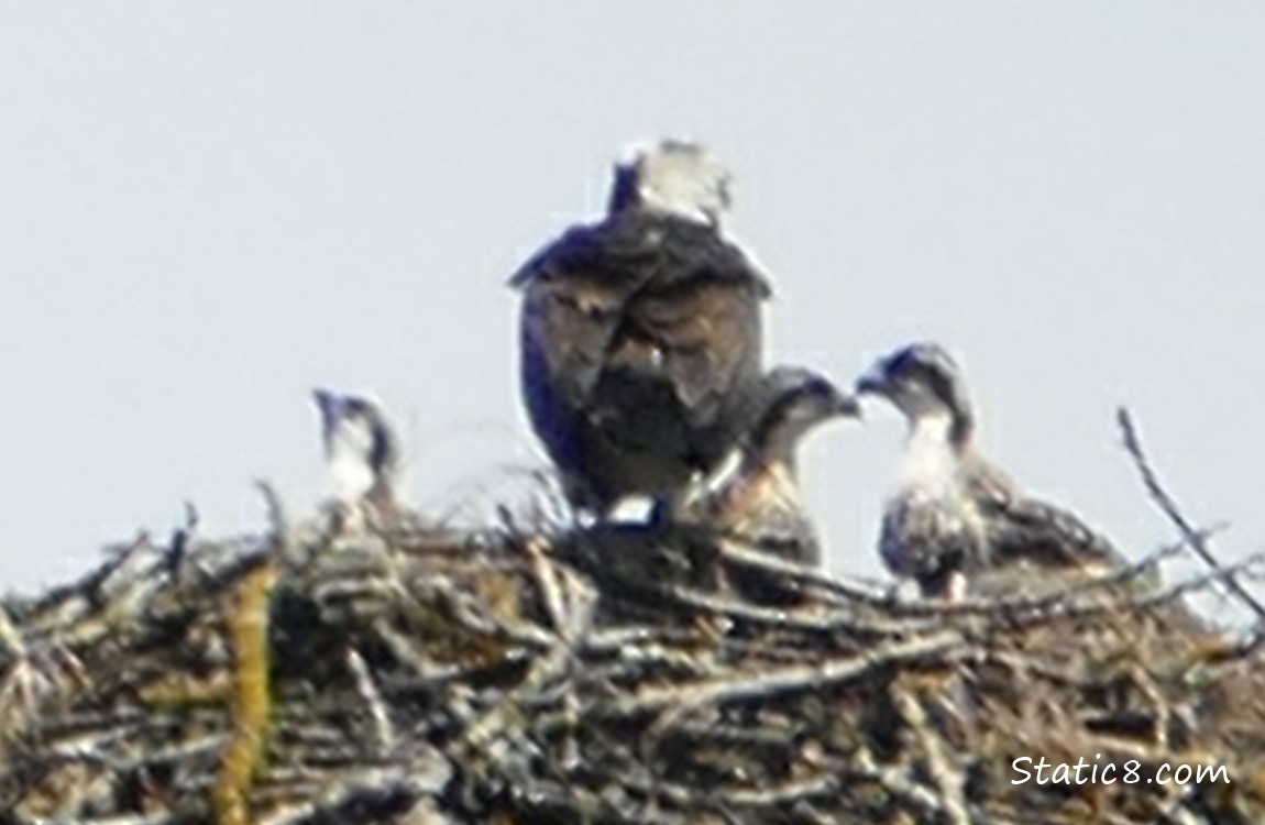 Osprey nest with parent and three children