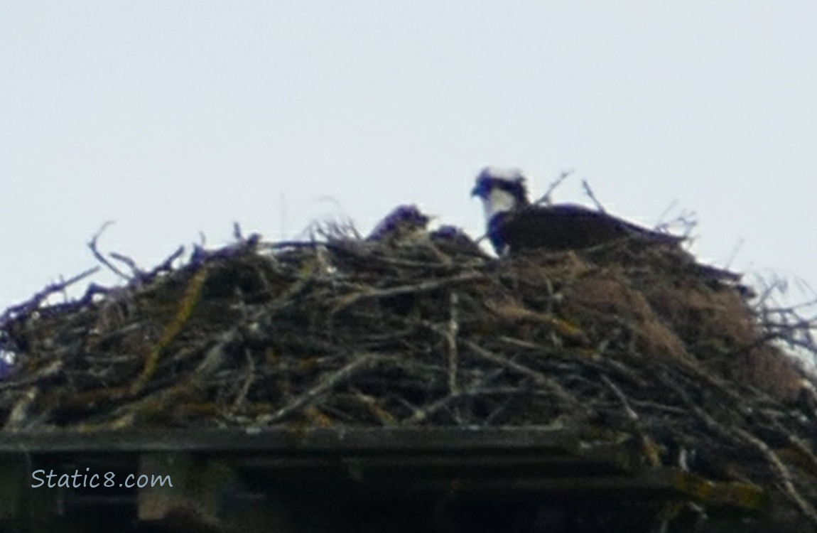 Osprey nest with a parent standing