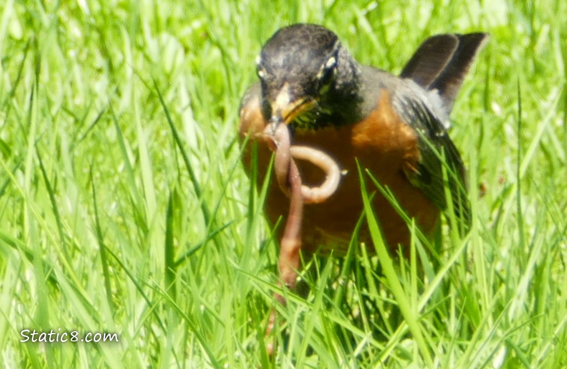 Robin in the grass with a worm in their beak