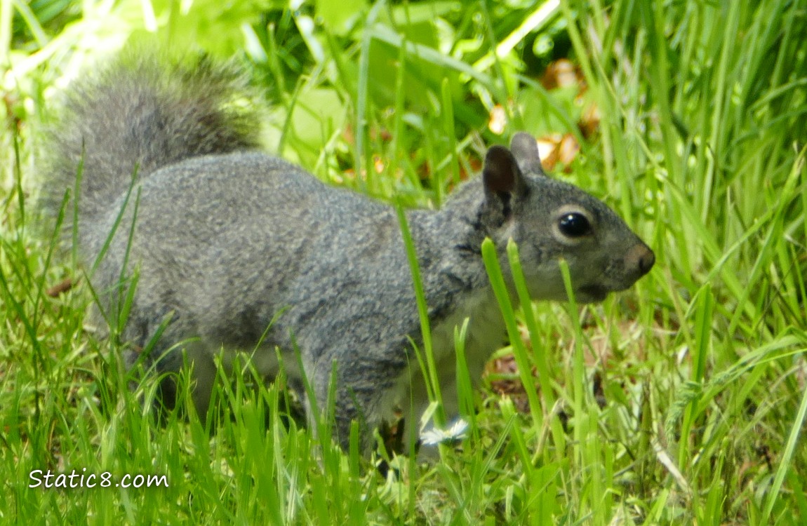 Western Grey Squirrel walking in the grass