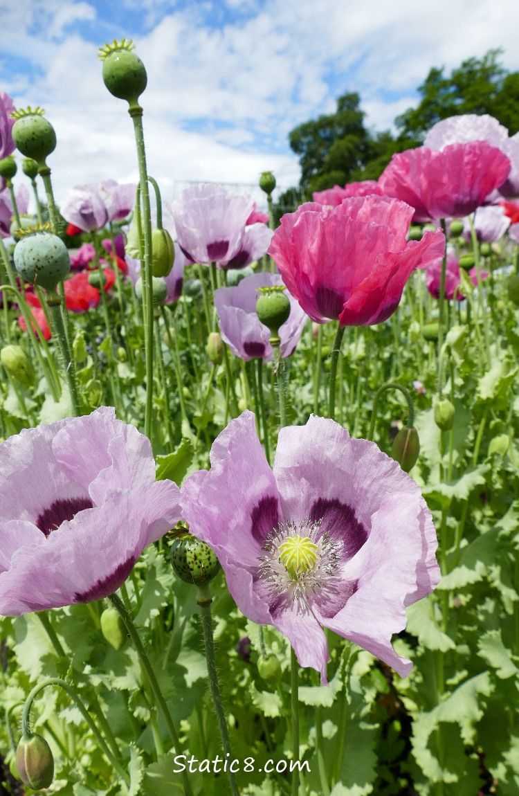 Pink and Lavender coloured Opium Poppy blooms