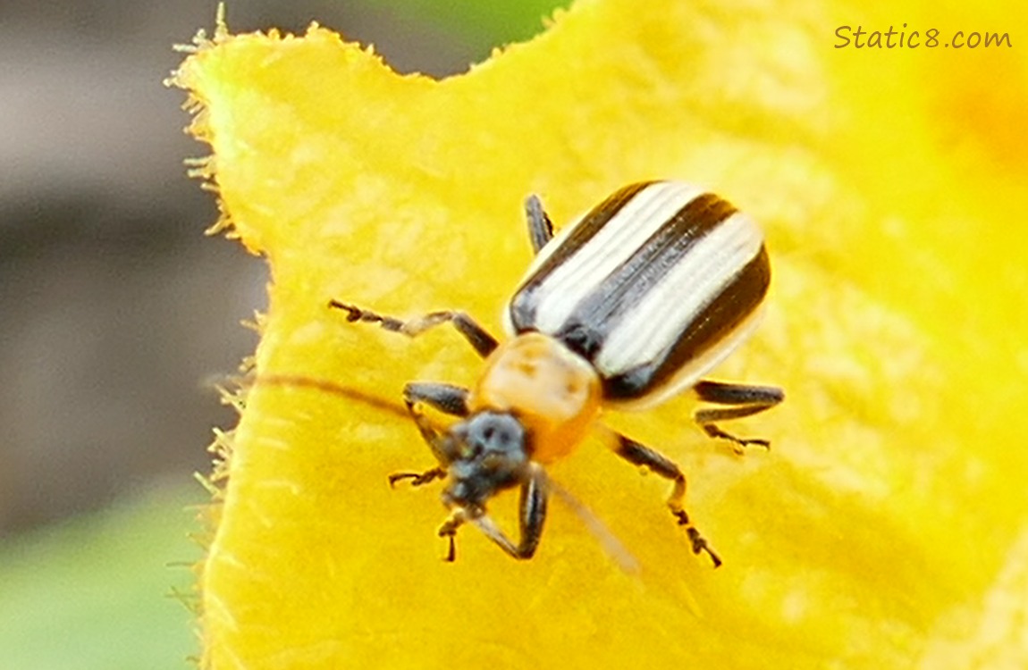 Striped Cucumber Beetle on a squash blossom