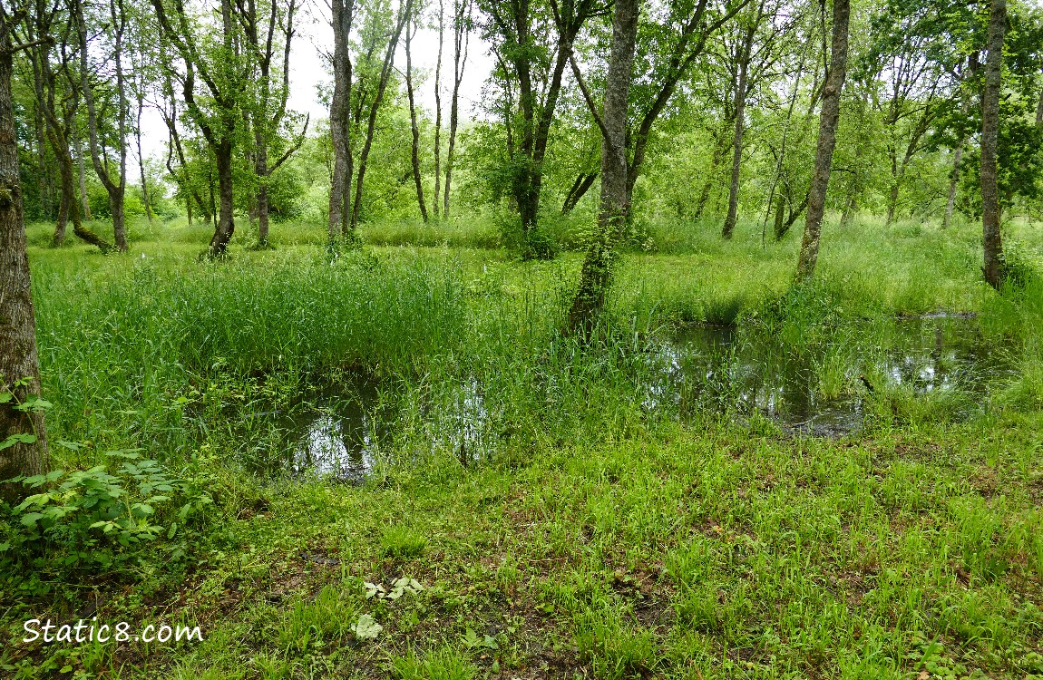 Shallow wet prairie pond in the forest
