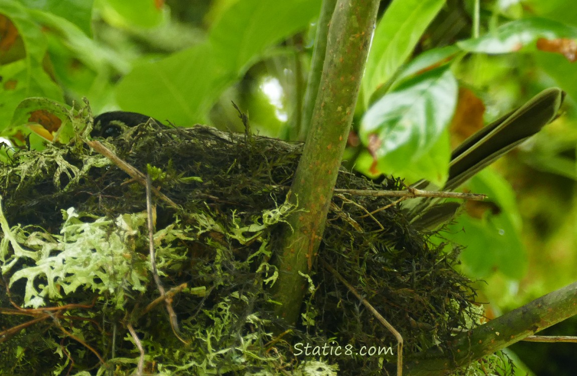 Robin sitting in her nest