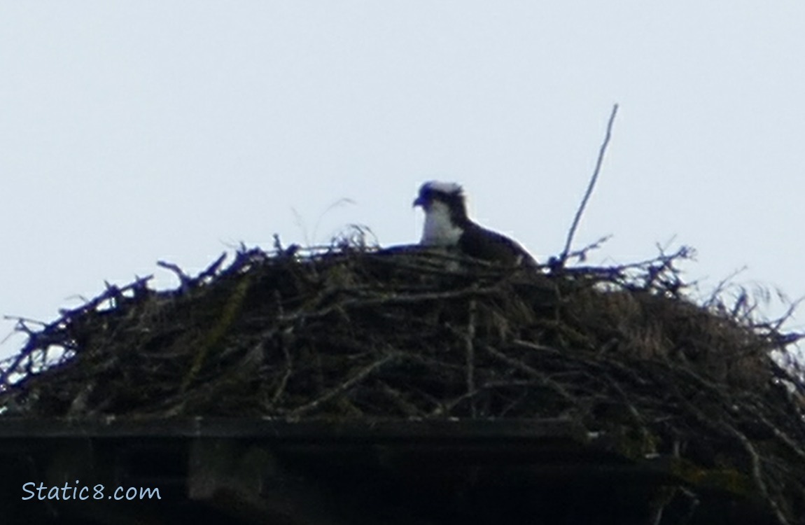 Osprey standing in the nest