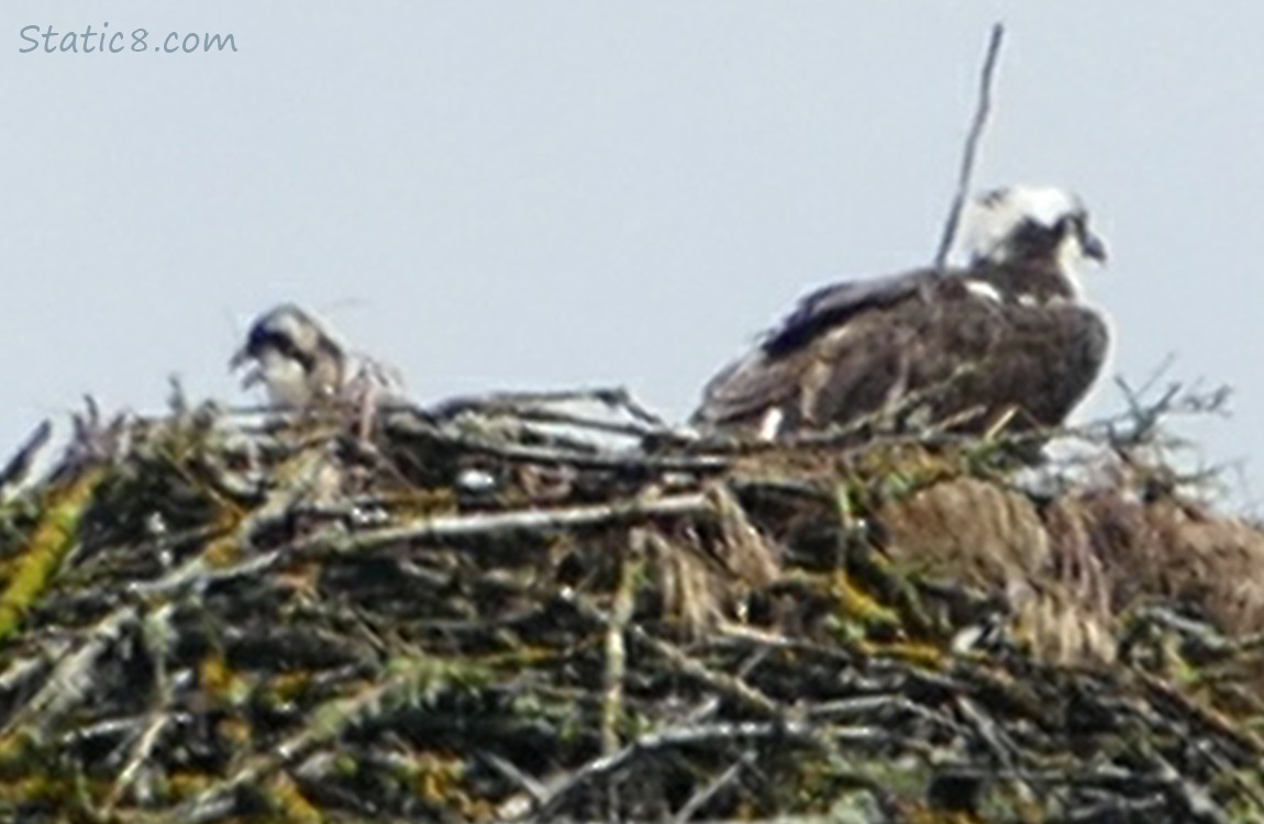 Child and Parent Ospreys in the nest