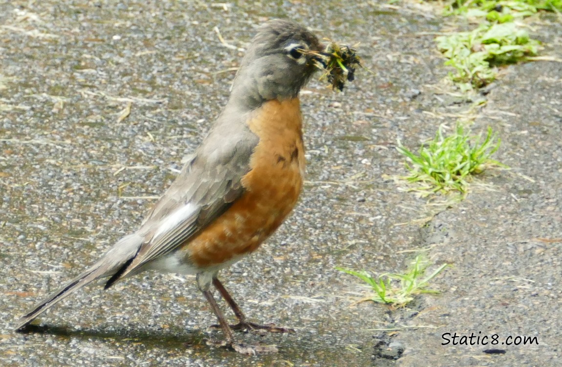 Robin standing on the path, holding nesting material in her beak